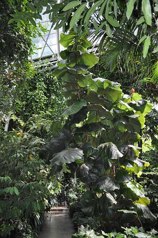 Muenchen 2011 517.jpg - München Botanischer Garten